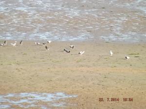 pigeonsonbeach 007.JPG