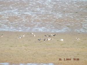 pigeonsonbeach 009.JPG
