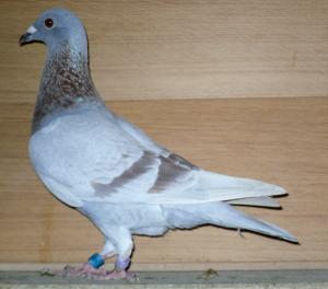 Blackpool Charity Sale bird from Joe Murphy see text.jpg