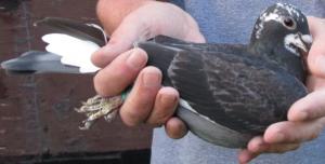 post-243-13764257260445_thumb.jpg