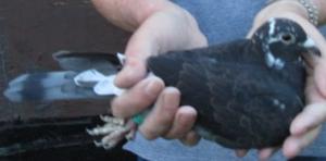 post-243-1376426120865_thumb.jpg