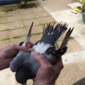 post-10243-14390500162408_thumb.png