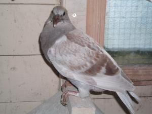 DSCF0156.JPG