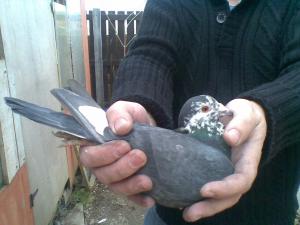 post-2884-13167144489202_thumb.jpg