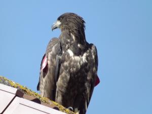 sea eagle 021.JPG