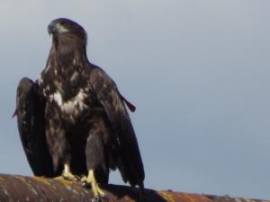 sea eagle 018.JPG