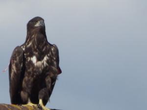 sea eagle 017.JPG