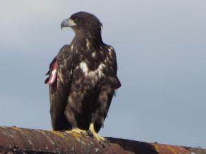 sea eagle 016.JPG