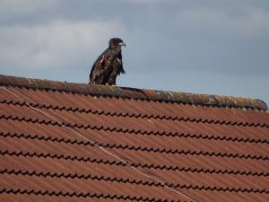 sea eagle 004.JPG