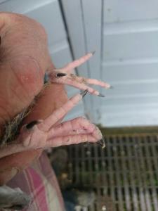post-1944-14734303421572_thumb.jpg