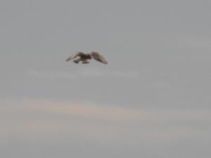 2010_1006fa0001.JPG