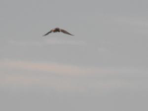 2010_1006fa0002.JPG