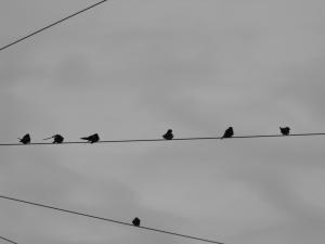2011_0831beachswallowsleven0002.JPG