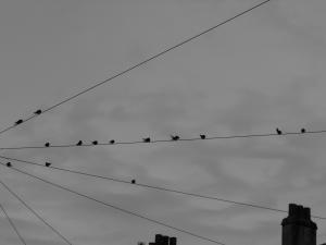 2011_0831beachswallowsleven0001.JPG