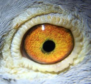 Eye of Shanghai Billy.jpg