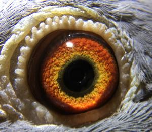 Eye of Star of Ayton  (1).jpg