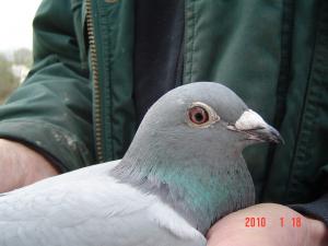 post-5874-12897505030892_thumb.jpg