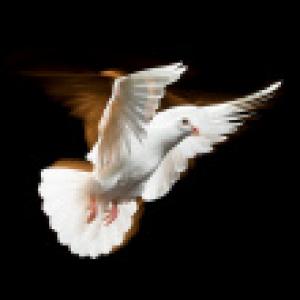 stock-photo-21194957-white-dove.jpg