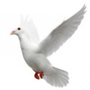 stock-photo-20723473-white-pigeon.jpg