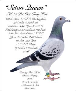 Seton Queen Scotland's Bird of the Year 2016 (1).jpg