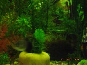 DSCF0299.JPG