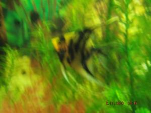 DSCF0300.JPG