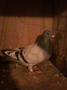 young cocks 005.jpg