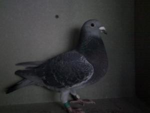 Class 1. Young Cocks 033.JPG