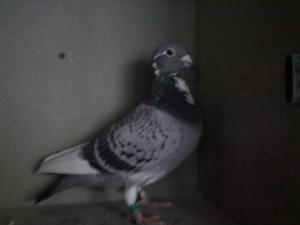 Class 1. Young Cocks 032.JPG