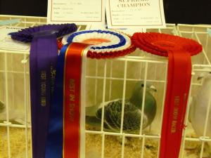 2011_1210fifefedshow0007.JPG