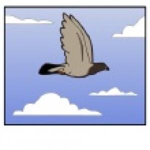 ist1_11738298-cartoon-pigeon-flying-loop.jpg