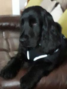 moose9months.jpg