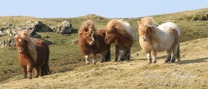 20070327100528_four-ponies-by-david-gifford.jpg