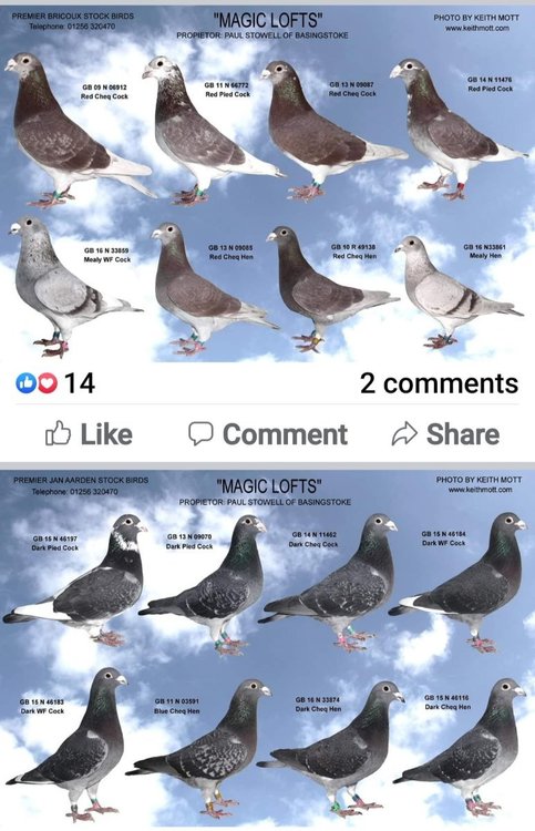 Screenshot_20211217-113535_Facebook.jpg