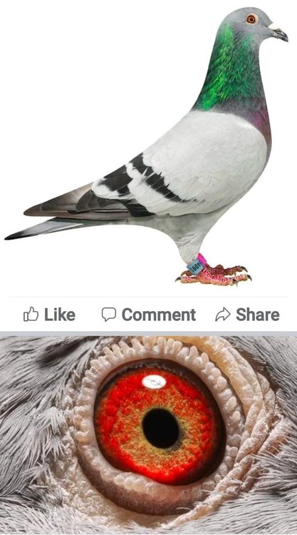 Screenshot_20220104-212425_Facebook.jpg