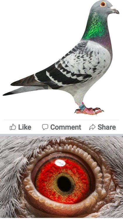 Screenshot_20220104-212443_Facebook.jpg