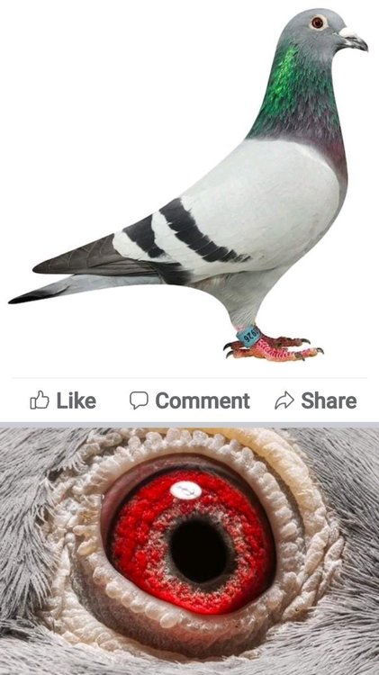 Screenshot_20220104-212457_Facebook.jpg