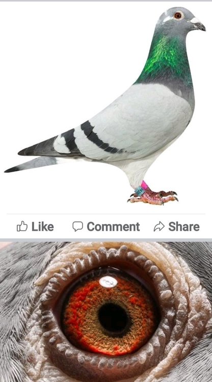 Screenshot_20220104-212514_Facebook.jpg
