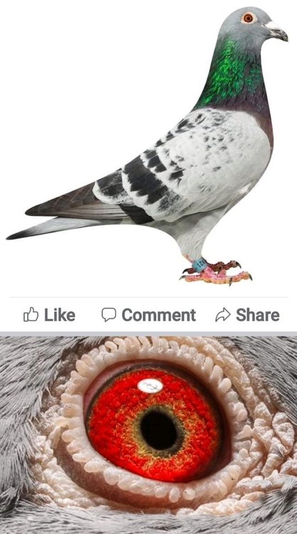 Screenshot_20220104-212527_Facebook.jpg