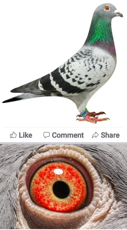 Screenshot_20220104-213203_Facebook.jpg