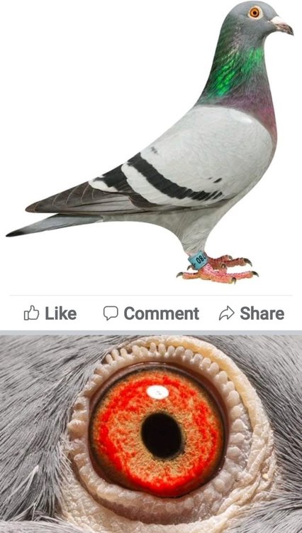 Screenshot_20220104-213218_Facebook.jpg