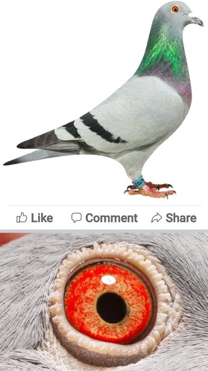 Screenshot_20220104-213235_Facebook.jpg
