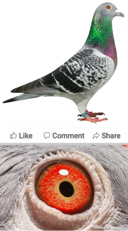 Screenshot_20220104-213252_Facebook.jpg