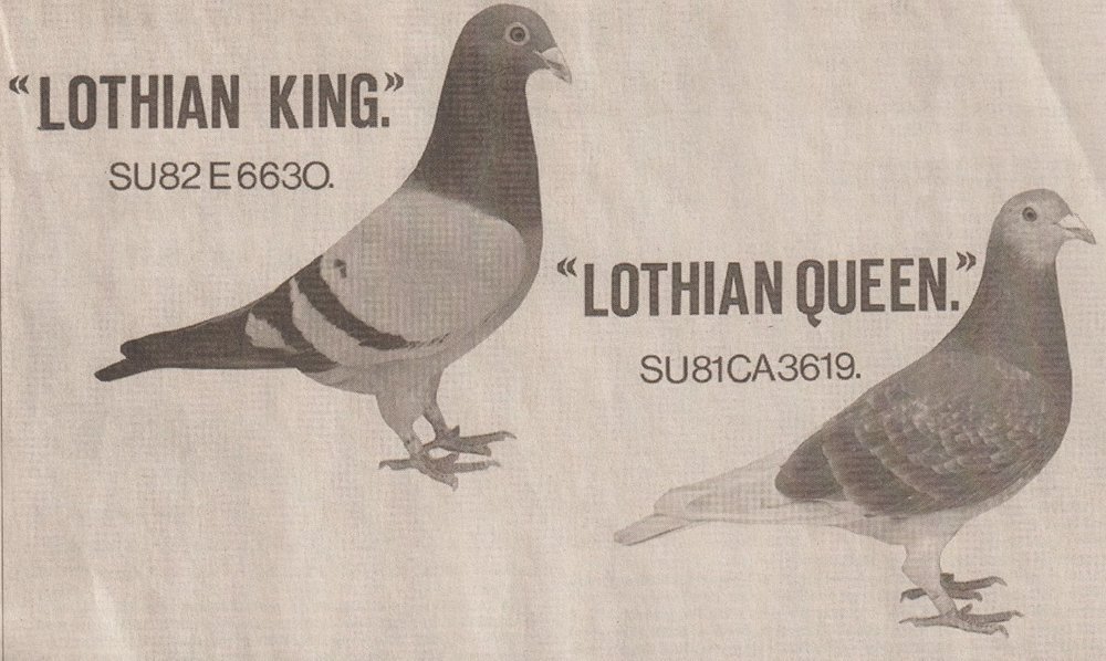 Lothian King & Lothian Queen.jpg