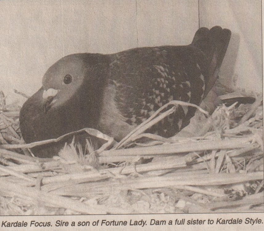 Kardale Focus.jpg