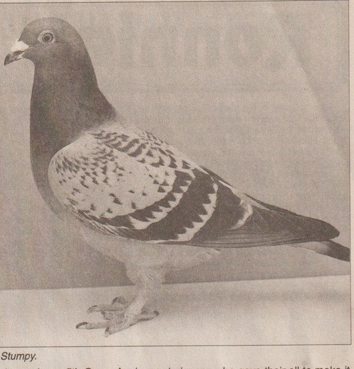 Stumpy.jpg