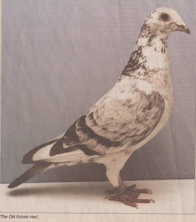 Old Grizzle Hen.jpg