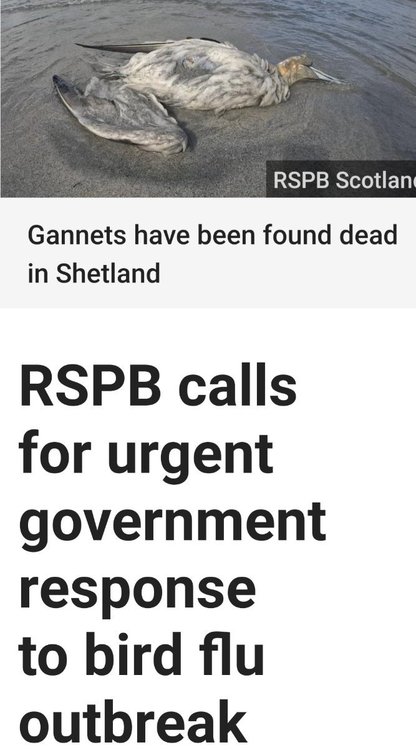 Screenshot_20220609-181701_BBC News.jpg
