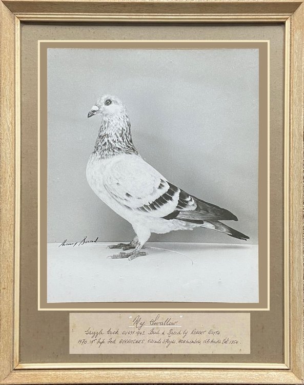 My Swallow see text.jpg