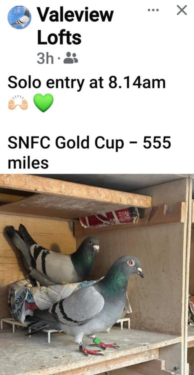 Screenshot_20240629_114516_Facebook.jpg